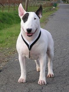 14 Facts For Bull Terrier Lovers | PetPress Bill Terrier, Mark Watson, Mini Bull Terriers, Miniature Bull Terrier, Bull Terrier Puppy, English Bull Terrier, Terrier Breeds, Bully Dog, English Bull Terriers