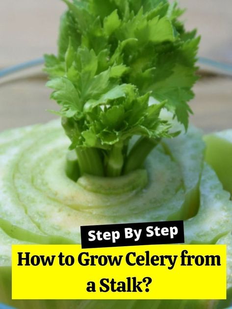 How To Cook Celery, Plant Rescue, How To Grow Celery, Regrow Celery, Grow Celery, Growing Plants From Seeds, Celery Plant, Growing Celery, Regrow Vegetables