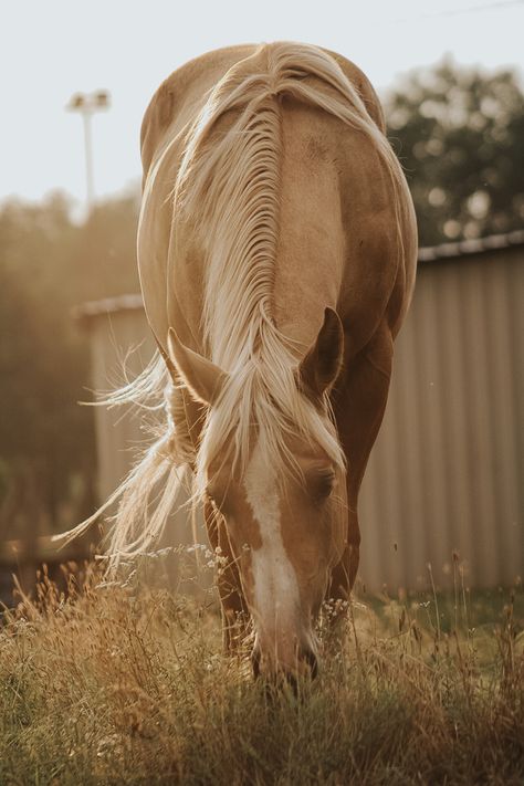 Palomino Horse Photography, Quarter Horse Palomino, Palomino Barrel Horse, Palomino Horse Aesthetic, Horse Widgets, Paint Horse Aesthetic, Western Horse Photography, Palomino Paint Horse, Horse And Rider Photography