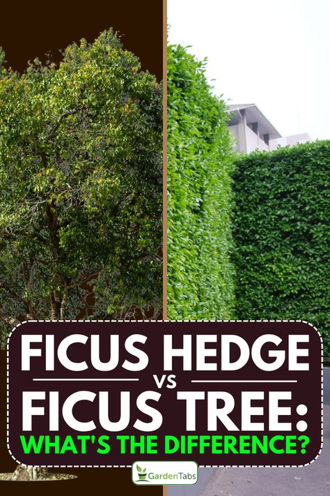 The best thing about them is that they require minimal maintenance, so you don’t have to worry about trimming or pruning them on a regular basis. When it comes to providing privacy, Ficus Hedge does an amazing job, as it is tall and thick enough to create a barrier between you and your neighbors. Ficus trees can also provide shade in the summertime and block out harsh sunlight. Ficus Tree Backyard, Japanese Privet Hedge, Ficus Nitida Trees, Ficus Hillii Flash Hedge, Ficus Nitida Hedge, Tall Hedges For Privacy, Ficus Tree Outdoor, Ficus Hedge, Ficus Nitida