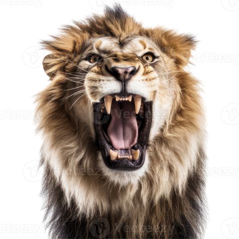 Strong Lion, Lion Roaring, Lion Roar, Happy Birthday Man, Cats Musical, Roaring Lion, Lion Images, Male Lion, Lion Face