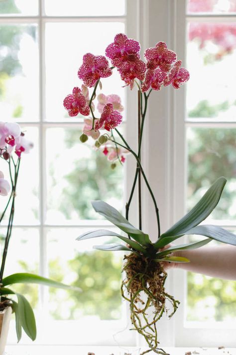 Orchids Hanging Ideas, Hanging Orchids Outside Ideas, Hanging Orchids Ideas, Orchid On Wood, Indoor Orchids Garden, Growing Orchids Indoors, Orchids Pots Ideas Planters, Orchid Pots With Holes, Hanging Orchids Outside