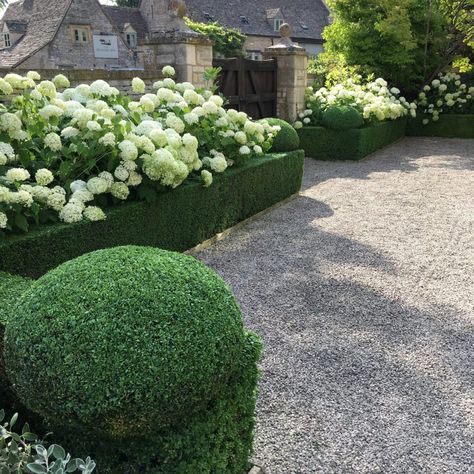 Hydrangea Planting, Hydrangea Annabelle, Annabelle Hydrangea, Hydrangea Landscaping, Box Hedging, Planting Hydrangeas, Front Landscaping, Garden Inspo, Home Landscaping