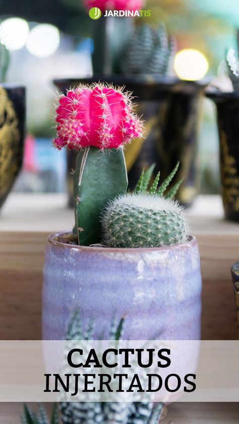 Gymnocalycium Mihanovichii, Snow Globes, Cactus, Table Decorations, Canning