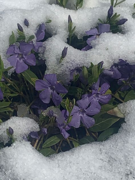 #snow #flower Snow Melting Spring Aesthetic, Nightshade Flower Aesthetic, Lavender Winter Aesthetic, Snowy Flowers Aesthetic, Flowers In Snow Aesthetic, Hycanith Flower Aesthetic, Purple Snow Aesthetic, Snow Flower Aesthetic, Violet Flower Aesthetic