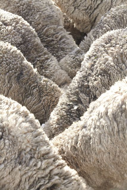 The Thorn Birds, Baa Baa Black Sheep, Baker Photography, Counting Sheep, Sheep Farm, Sheep And Lamb, Color Depth, The Shepherd, Own Style