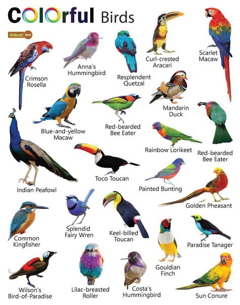 Colorful Birds – Facts, List, Pictures Birds Names List, Birds Types, Birds With Names, Different Bird Species, Facts About Birds, Different Types Of Birds, Bird Names, Kingfisher Painting, Pig Breeds