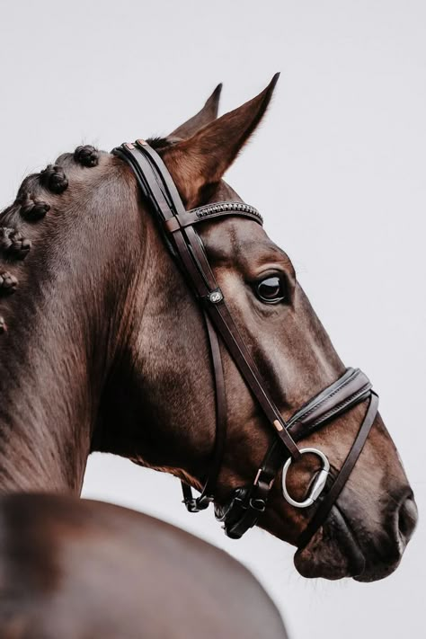 Stables Aesthetic, Horse Rider Aesthetic, Equestrian Painting, Horse Art Photography, Horse Portrait Photography, Horse Photography Art, Vintage Lana Del Rey, Stallion Aesthetic, Horse Photography Ideas