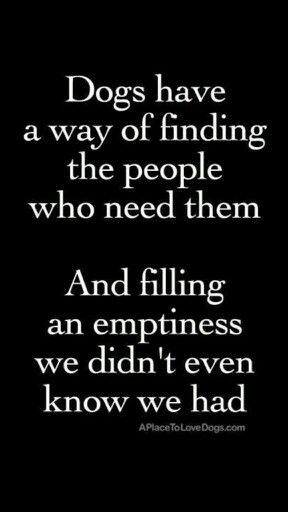 23 Amazing Quotes for Dog and Animal Lovers It was all I needed. Dogs are the greatest creatures. Or some kind of animal. They are never wrong! Yep, or cat. We see them as they are. I’m comfortable with that. But it means everything to them. Animals are like that. Listen. Learn. Get you a … Lou Dog, Dog German, Must Love Dogs, Blue Heeler, Memes Humor, About Dogs, Animal Quotes, Dog Quotes, Animal Love