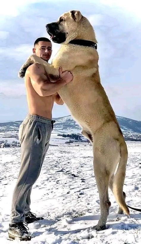 Dog Breeds Big, Kangal Shepherd, Turkish Kangal, Cute Big Dogs, Alabai Dog, Big Dogs Breeds, Pet Anime, Kangal Dog, Funny Dog Jokes