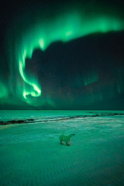 Paul Zizka • Banff, AB (@paulzizkaphoto) on Threads Northern Lights And Polar Bears, Polar Bear Northern Lights, Northen Light, Churchill Manitoba, Northern Lights Photography, Polar Lights, Polar Night, Northern Light, Aurora Borealis Northern Lights