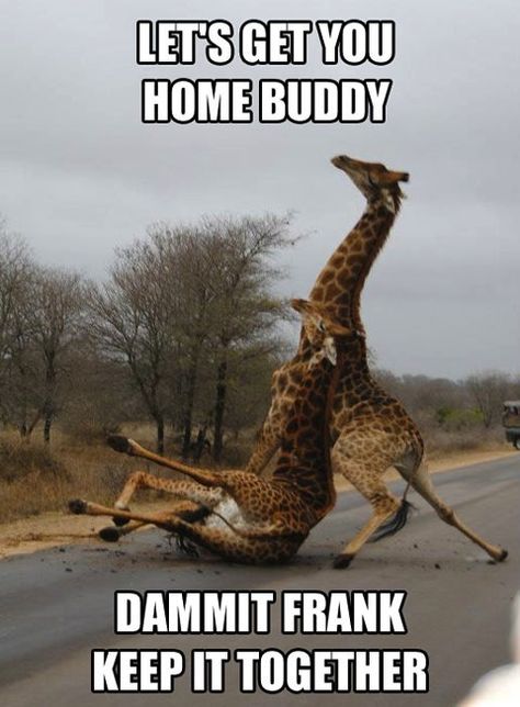 Dammit Frank, keep it together Drunk Giraffe, Humor Animal, Animal Captions, Funny Animal Memes, E Card, Laughter Is The Best Medicine, Made Me Laugh, Funny Funny, Laughing So Hard