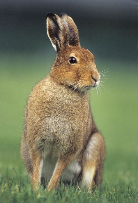 irish animals | Irish Mountain Hare - Irish Wildlife & Nature Photography Irish Animals, Irish Wildlife, Robin Isely, Holland Lop Rabbit, Lop Rabbit, Historic Restoration, Holland Lop, Animal Rabbit, Celtic Mythology