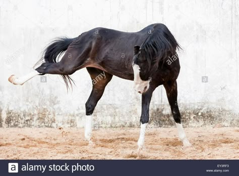 Akhal Teke, Andalusian, Appaloosa, Arabian, Cleveland Bay, Clydesdale, Criollo, Dutch Harness, Drum, Donkey, Friesian, Gypsy Vanner, Haflinger, Heavy Draft, Holstein, Hanoverian, Icelandic, Lipizzaner, Long Ear, Lusitano, Knabstrupper, Miniature, Mule, Mustang, Noriker, North Swedish, Norwegian Fjord, Paint, Quarter, Saddlebred, Shire, Standardbred, Tennessee Walking, Thoroughbred, Warmblood, Colt, Filly, Foal, Gelding, Equestrian, Horse, Mare, Pony, Stallion, Yearling, Bay, Black, Brindle, ... Horse Pawing The Ground, Horse Bowing, Noriker Horse, Cleveland Bay, Horse Poses, Marwari Horses, Horse Reference, Hanoverian, Horse Anatomy