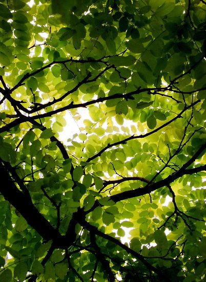 Tree Canopy Photography, Violets Wallpaper, Canopy Ideas, Nature Photography Trees, Backyard Canopy, Garden Canopy, Diy Canopy, Singing Bird, Tree Canopy