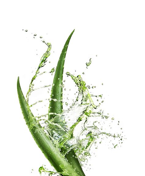 Aloe Vera Aloe Vera Aesthetic Photography, Aloe Vera Wallpaper, Aloe Vera Photography, Aloe Vera Background, Aloe Vera Aesthetic, Aloe Vera Image, Aloe Vera Toothpaste, Lr Health And Beauty, Photo Studio Design