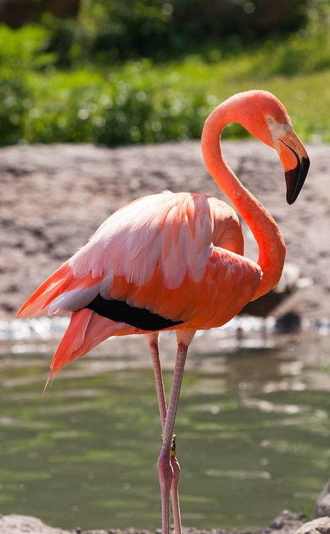 Greater Flamingo Photography, Greater Flamingo, Flamingo Pictures, Flamingo Photo, Flamingo Wallpaper, Flamingo Painting, Flamingo Bird, Flamingo Art, Pink Bird