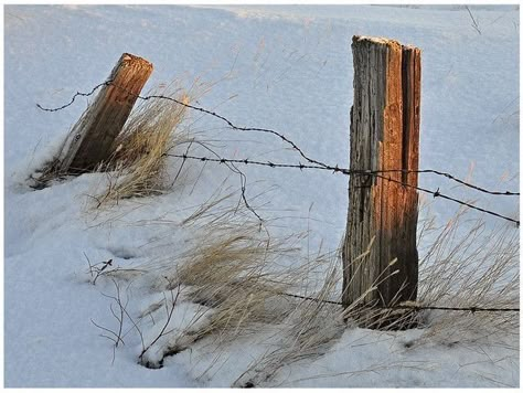 Diy Bamboo, Country Fences, Green Fence, Horse Fencing, Living Fence, Brick Fence, Concrete Fence, Old Fences, Front Yard Fence