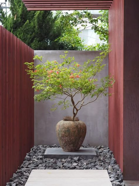 Florida Zen Garden, Tree Pots Outdoor, Jardin Zen Interior, Zen Landscaping, Japanese Patio, Zen Garden Plants, Japandi Garden, Garden Small Space, Japanese Garden Plants