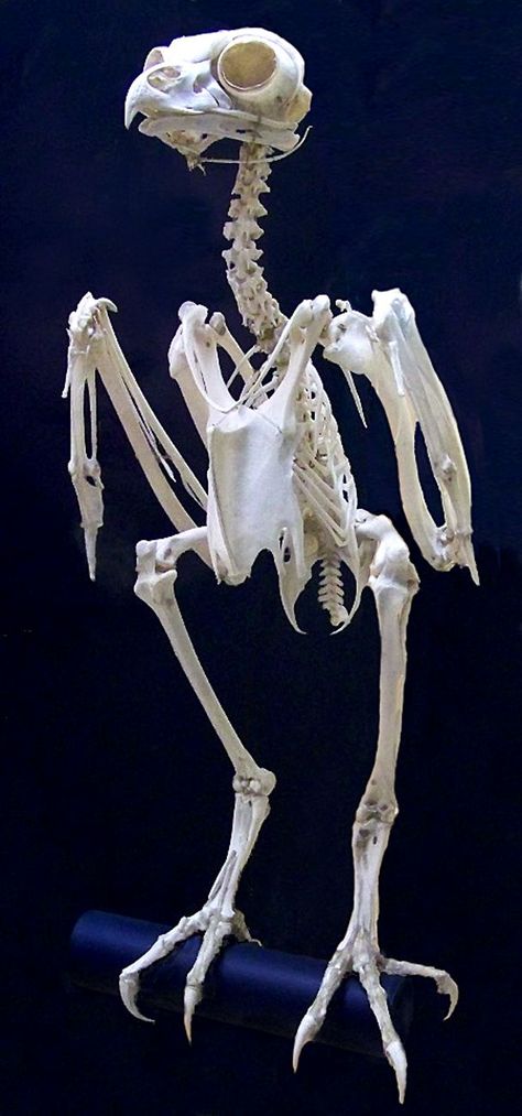 Skulls and Bones Articulated Skeleton, Owl Skeleton, Bird Skeleton, Bird Anatomy, Bird Bones, Animal Skeleton, Skull Reference, Skeleton Anatomy, Oddities And Curiosities