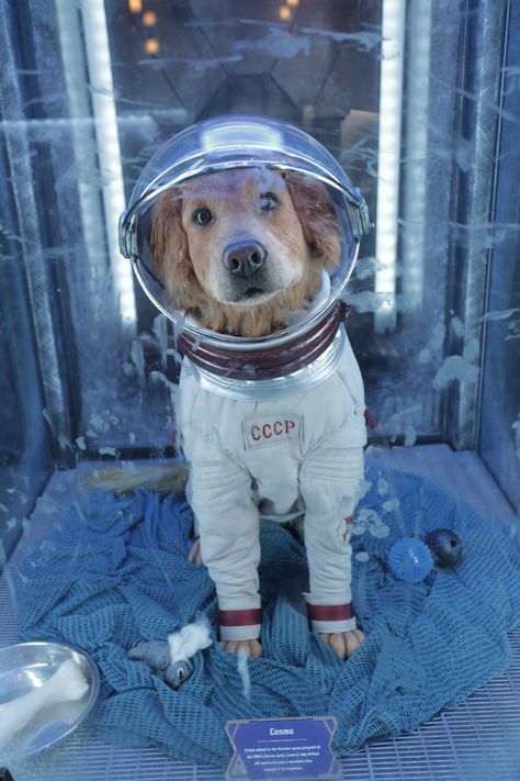 Cosmo the Spacedog From Disneyland's Guardians of the Galaxy | POPSUGAR Smart Living Guardians Of The Galaxy Ride, Cat In Space, Poster Images, Space Dog, Pet Halloween Costumes, Rocket Raccoon, Cute Dog Pictures, Dog Halloween Costumes, Marvel Entertainment