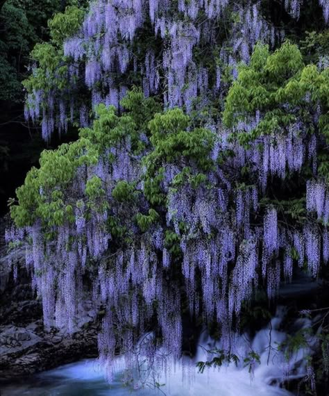 Fairy Soft Aesthetic, Joy Core, Yamaguchi Japan, Hotels In Japan, Monument Architecture, Super Pictures, Traveling To Japan, Agnus Castus, Japan Places