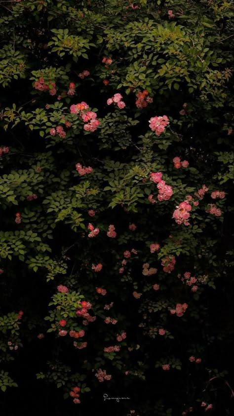 Dark Floral Wallpaper, Floral Wallpaper Iphone, Vintage Flowers Wallpaper, Flowery Wallpaper, Flowers Photography Wallpaper, Flower Iphone Wallpaper, Wallpaper Nature Flowers, Pretty Landscapes, Beautiful Flowers Wallpapers