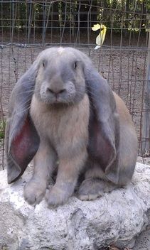 English Lop Rabbit, Breeds Of Rabbits, Mini Farm Animals, English Lop, French Lop, Wild Rabbits, Dutch Rabbit, Flemish Giant, Rabbit Breeds