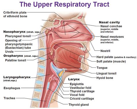 The upper respiratory tract, nasopharynx, osopharynx, laryngopharynx, nasal conchae, meatuses, larynx, epiglottis, vestibular fold, cricoid cartilate, trachea, uvula Respiratory System Anatomy, Anatomy Head, Human Respiratory System, The Respiratory System, Nasal Cavity, Respiratory Care, Respiratory Therapy, Human Anatomy And Physiology, Respiratory Therapist