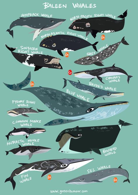 Green Humour: Baleen Whales Whale Species, Minke Whale, Baleen Whales, World Oceans Day, Marine Science, Fauna Marina, Ocean Day, Whale Art, Marine Biologist