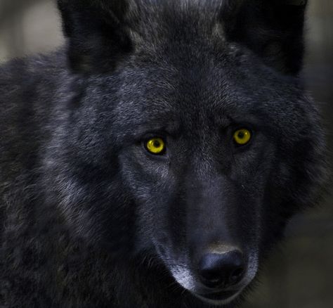 The black wolf with yellow eyes Jamison Hawthorne, Alpha Wolf Art, Alpha Wolf Tattoo, Yellow Wolf Eyes, Black Wolf Yellow Eyes, Black Wolf With Red Eyes, Black Wolf With Gold Eyes, Black Wolf Red Eyes Art, Wolf Aesthetic