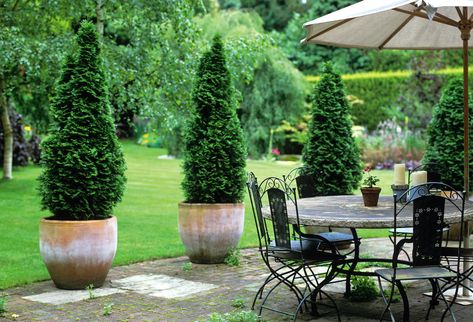 Potted Trees Patio, Huge Planters, Landscape Planning, Zone 9, Large Backyard, Potted Trees, Olive Trees, Landscape Plans, Backyard Retreat