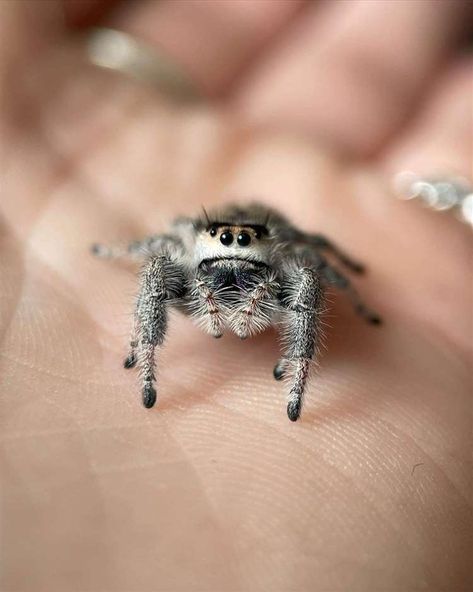 Maddy Major from Findhorn is breeding cute jumping spiders Tiny Baby Animals, Cute Spiders, Spider House, Spider Species, Cute Bugs, House Spider, Jumping Spiders, Cute Spider, Pet Spider