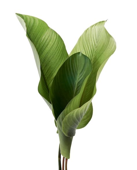 Photo calathea foliage, exotic tropical ... | Premium Photo #Freepik #photo #philodendron #big-leaf #jungle-plants #leaf-plants Plant On White Background, Big Leaves Painting, Plants Reference Photos, Plants With White Background, Monstera Leaf Aesthetic, Plants Astethic, Plant With White Background, Big Leaves Plant, Leaves Reference