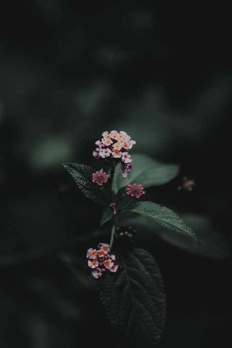 Red Roses Wallpaper, Low Light Photography, Photo Texture, Pink And White Flowers, Aesthetic Photography Nature, Trik Fotografi, Dark Photography, Photography Wallpaper, Free Stock Photos Image