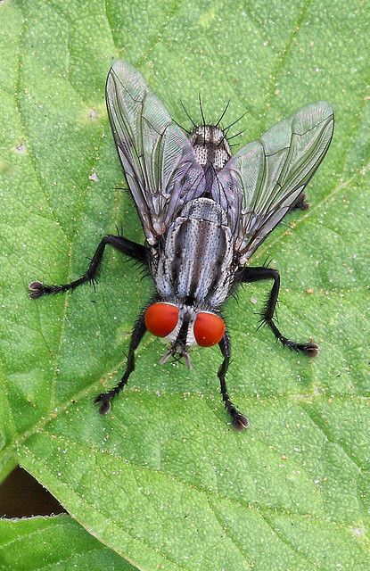 ˚Flesh-fly Insect Art Projects, Macro Photography Insects, Dragonfly Artwork, Fly Drawing, Pictures Of Insects, Insect Photos, Photo Macro, Let's Make Art, Insect Photography