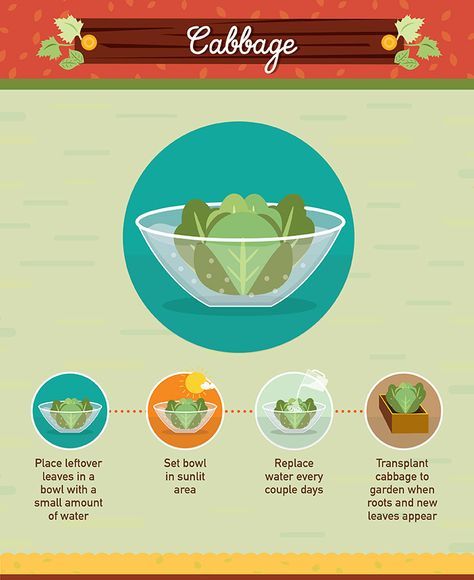 19 Foods You Can Regrow From Scraps #foodwaste Growing Cabbage From Scraps, Regrow Cabbage, Growing From Scraps, Regrow From Scraps, Romaine Hearts, Carrot Tops, Regrow Vegetables, Grow Avocado, Hydroponics Diy