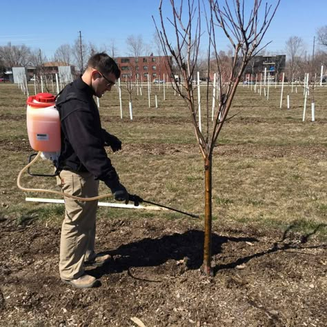 Growing Apple Trees, Pruning Apple Trees, Apple Tree Care, Orchard Ideas, Trees Backyard, Fruit Trees Backyard, Prune Fruit, Fruit Tree Garden, Pruning Fruit Trees