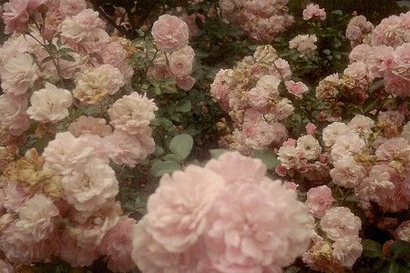 Blooms.  From: sumally.com Ethereal Aesthetic, Nothing But Flowers, Sofia Coppola, Princess Aesthetic, Nature Aesthetic, Marie Antoinette, Aphrodite, Rococo, Pink Aesthetic