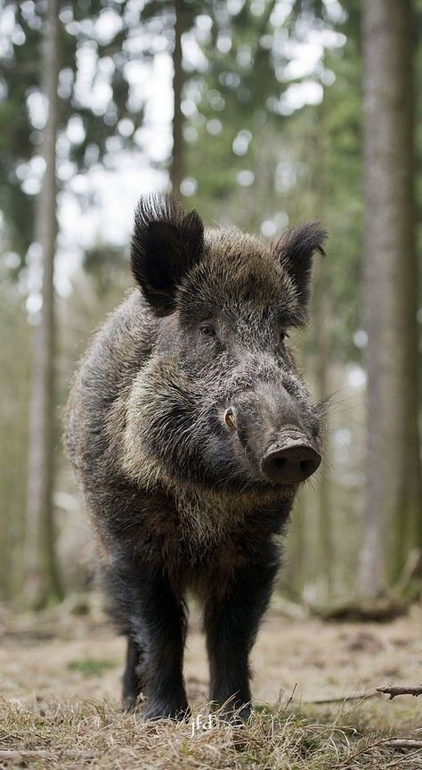 Wild Boar Recipes, Wild Boars, Feral Pig, Wild Boar Hunting, Wild Hogs, Boar Hunting, Wild Pig, Hog Hunting, Wild Hog