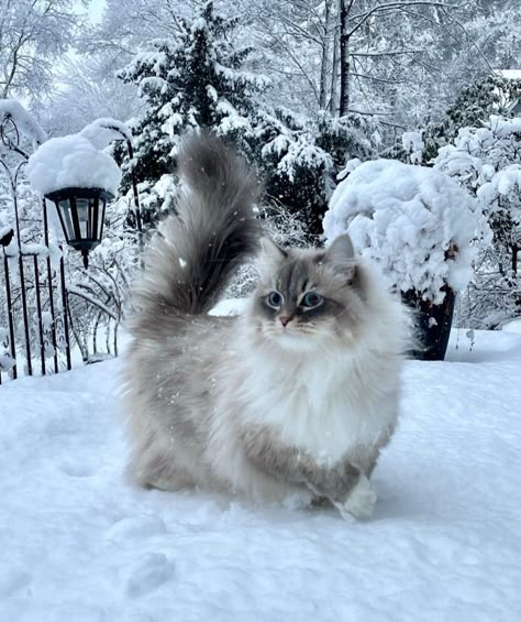 Picture Of A Cat, Cat Celebrating, Whatsapp Wallpaper Cute, Winter Cat, Silly Cats Pictures, Cute Cats Photos, Soft Cute, Fluffy Cat, Cat Aesthetic