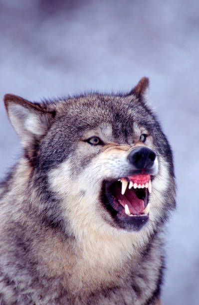 Wolf With Red Eyes, Wolf Drawing Easy, Drawing Wolf, Snarling Wolf, Most Dangerous Animals, Angry Wolf, Angry Animals, Snow Animals, Wolf Images