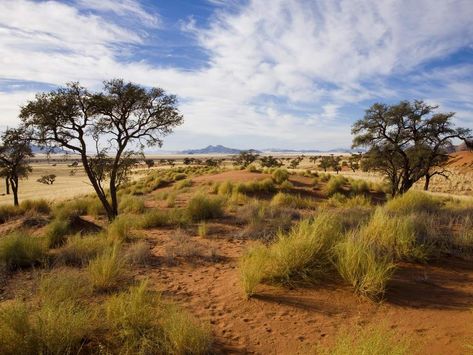 Savannah Biome, Savannah Background, Savannah Grasslands, African Savannah Landscape, Savannah Africa, Africa Savannah, Savannah Desert, Savanna Biome, Savannah Landscape