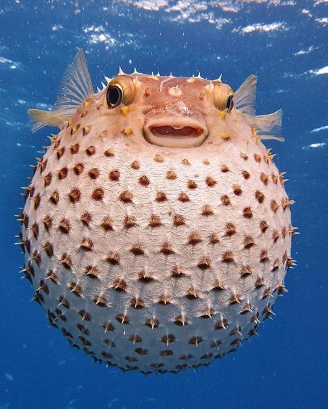 Cute Puffer Fish, Mrs Puff, Underwater Animals, Puffer Fish, Beautiful Sea Creatures, Water Animals, Underwater Creatures, Underwater Photos, Aquatic Animals