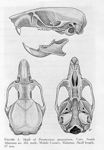 Real Complete Nutria Rat Skull (Large Louisiana Rodent) | Rats ... Mouse Skull Drawing, Rat Anatomy Drawing, Rat Skull Drawing, Rat Skull Tattoo, Nutria Rat, Rat Anatomy, Rat Reference, Rat Skeleton, Rat Skull