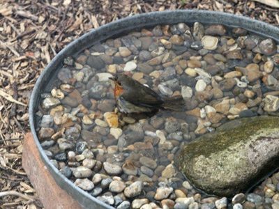 French Garden Landscaping, Modern Garden Landscaping, Garden Wildlife, Bath Garden, Diy Bird Bath, Wildlife Garden, Bird Bath Garden, Australian Garden, Low Maintenance Landscaping