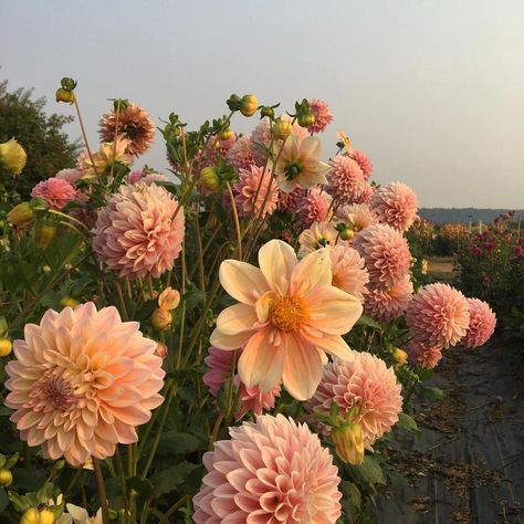 Erin Benzakein - Floret on Instagram: “Dahlia' Appleblossom' and 'Castle Drive' against the smoke filled sky. #growfloret #floretbulbs” Dahlia Bouquet Fall, Dahlia Centerpiece Wedding, Dahlia Society, Dahlia Flower Tattoos, Dalia Flower, Dahlia Bridal Bouquet, Dahlia Centerpiece, Dahlia Flower Arrangements, Dahlia Flower Garden