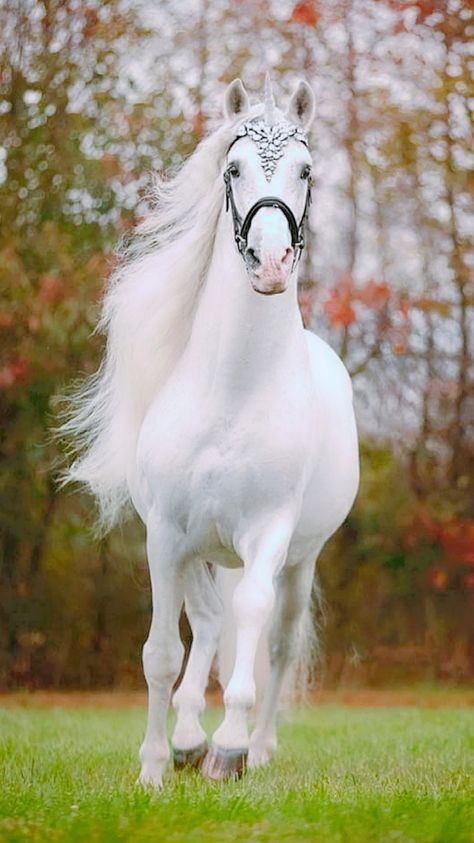 White Arabian Horse, Wild Animal Wallpaper, Beautiful Horses Photography, Beautiful Arabian Horses, Horse Wallpaper, Horse Aesthetic, Most Beautiful Horses, Most Beautiful Animals, Majestic Horse