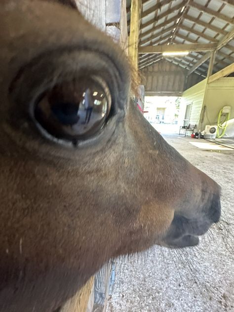 horse (@horseimage) on X Horse Smiling, Bombastic Side Eye, Horse Meme, Funny Horse Pictures, Funny Horse Videos, Cute Horse Pictures, Funny Horses, Horse Videos, Mini Horse