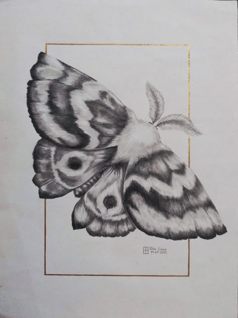 Realistic Moth Drawing, Rosy Maple Moth Tattoo Black And White, Moth Drawing Reference, Moth Sketches, Moth Painting Acrylic, Moth Sketch, Bug Painting, Tattoo Papillon, Inspo Sketch